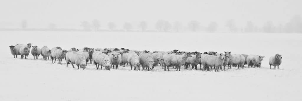 Fotograferen in de sneeuw